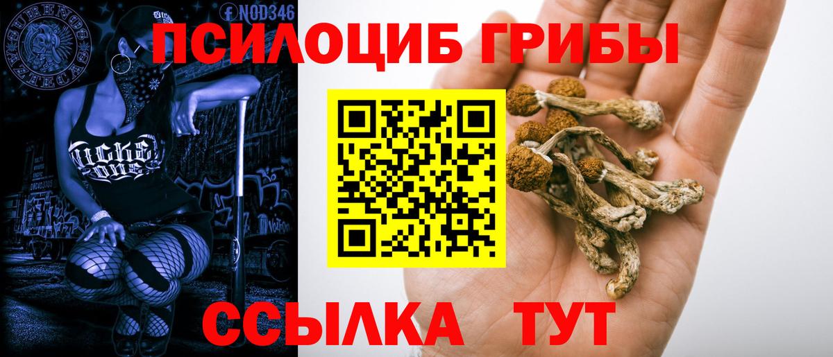 Петропавловск-Камчатский  Галлюциногенные грибы Psilocybe  Вход с VPN 